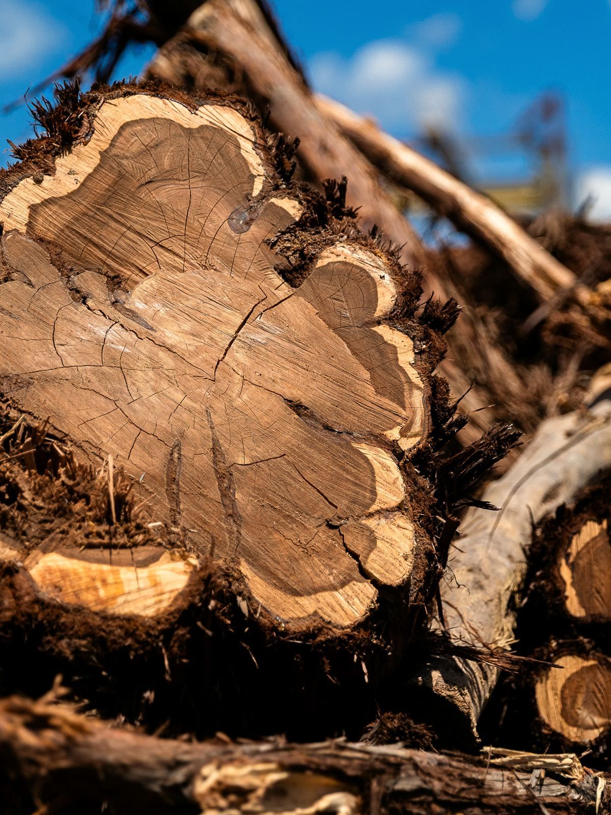 Cross-section of a cut cedar log