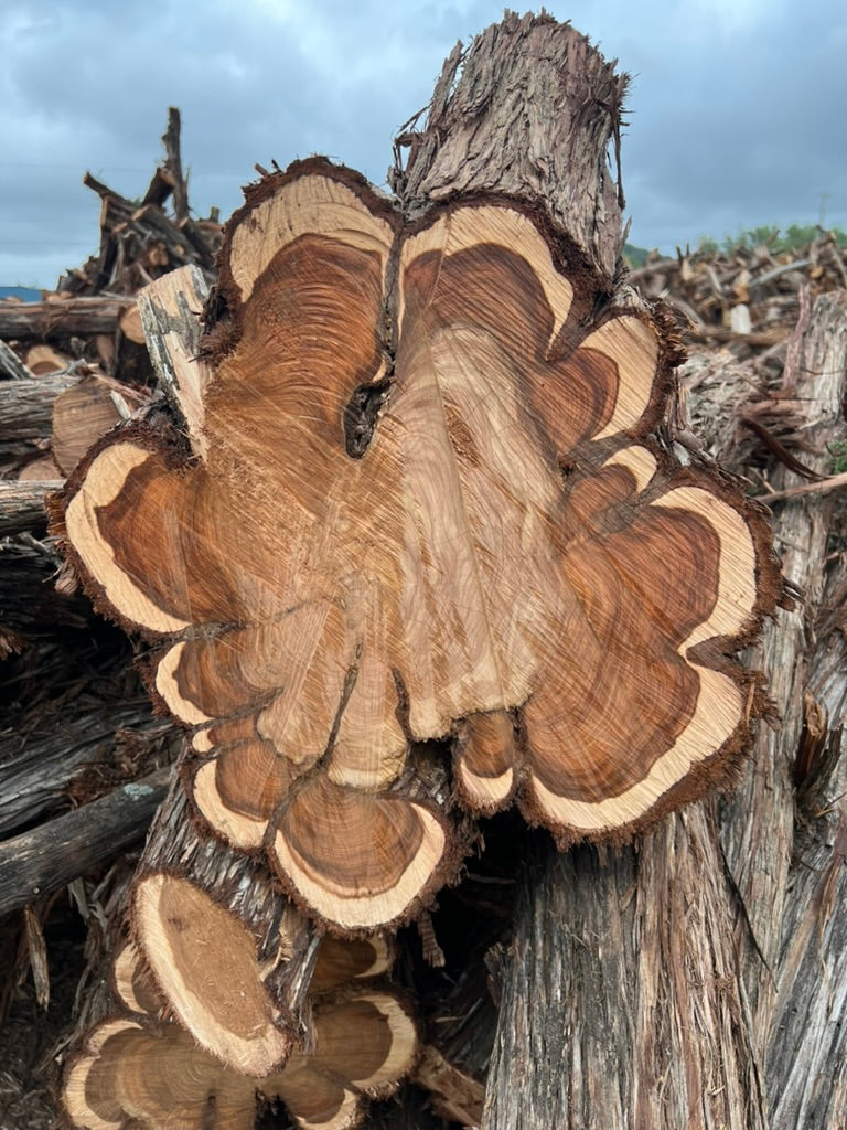 Texas Cedarwood Oil
