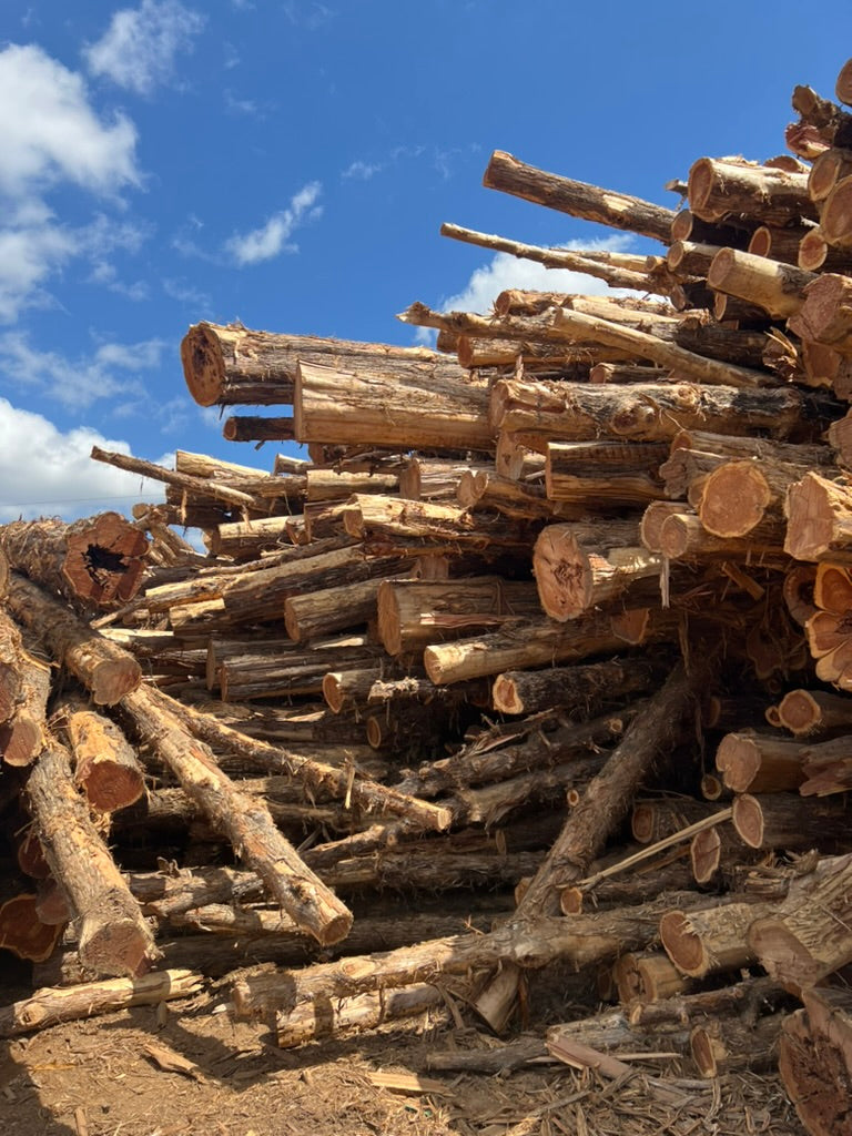 Virginia Cedarwood