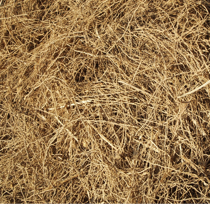 Vetiver roots, close up