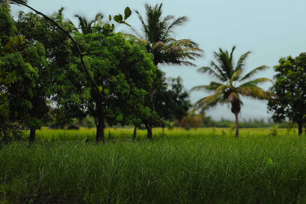 Haitian Vetiver Oil