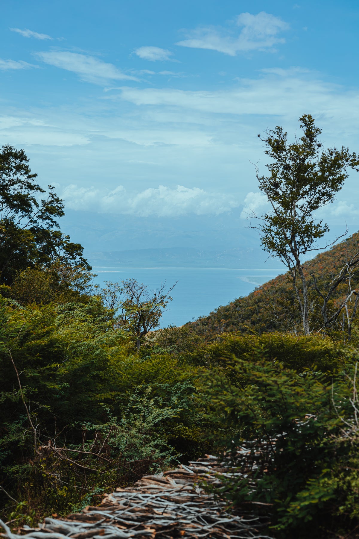 Cut amyris wood, Dominican Republic