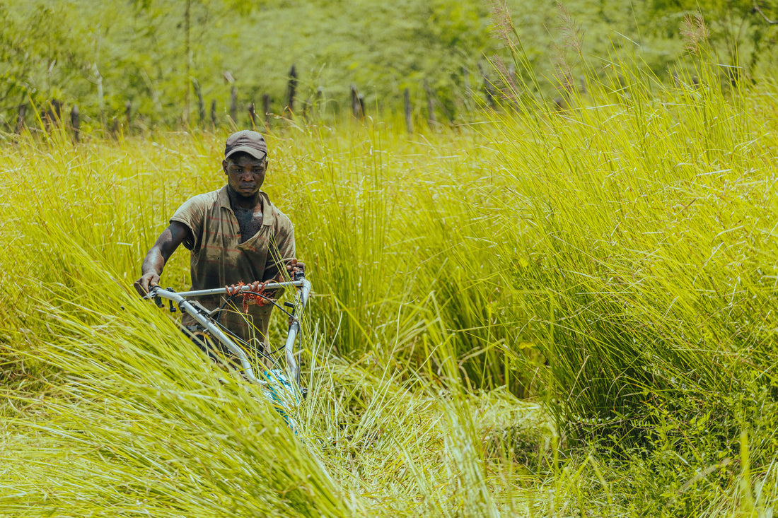 Haitian Vetiver