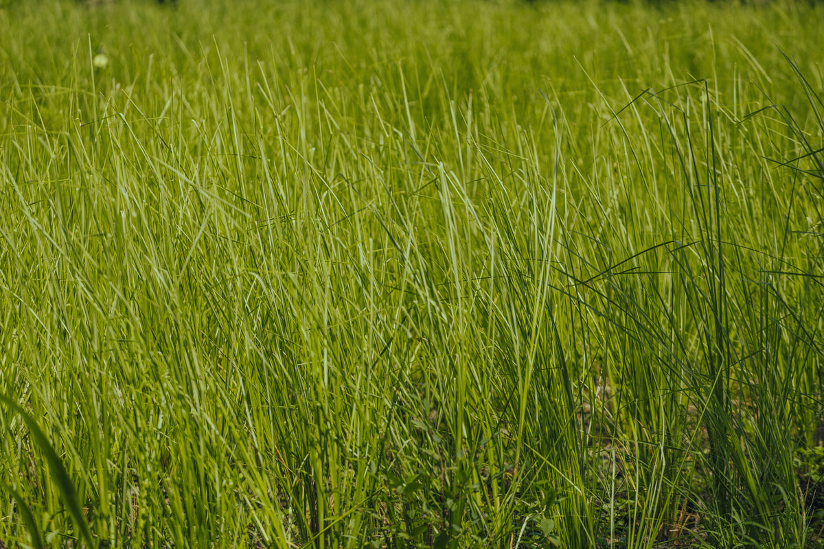 Haitian Vetiver Oil