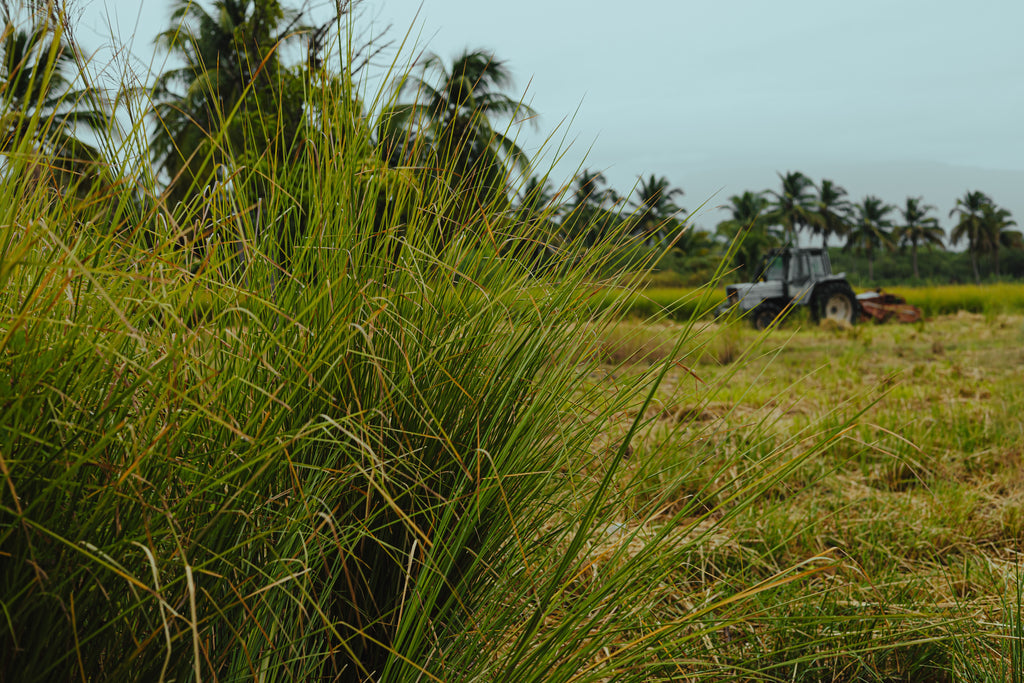 Haitian Vetiver Oil
