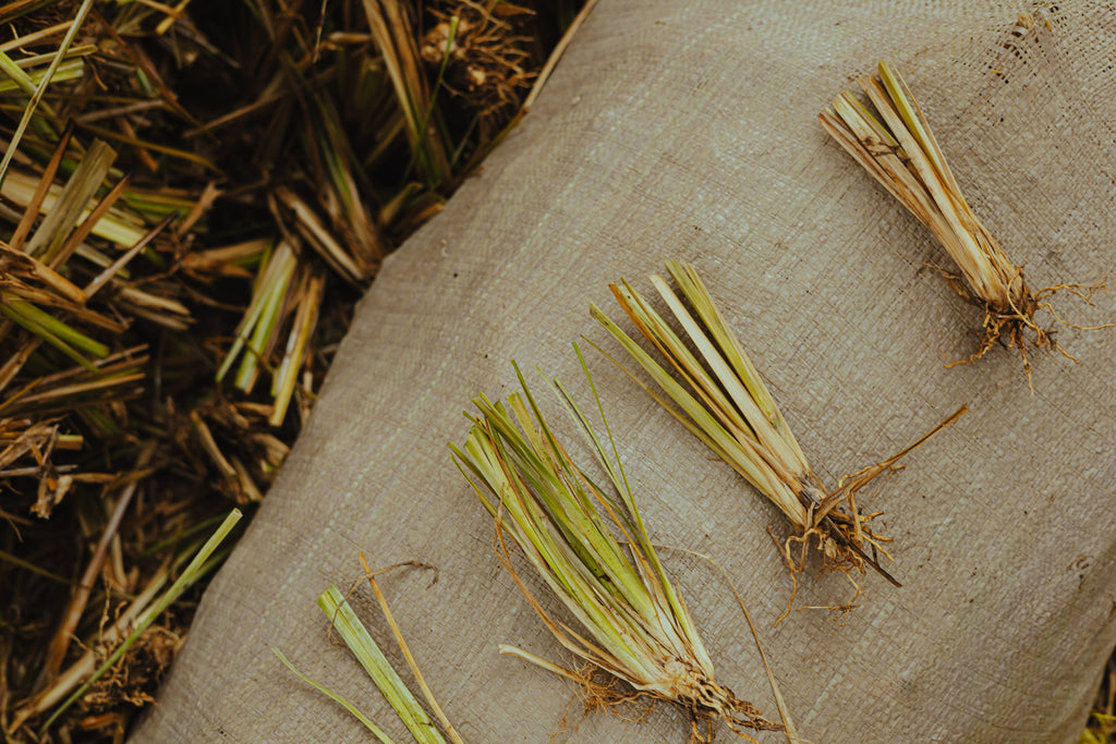 Haitian Vetiver Oil