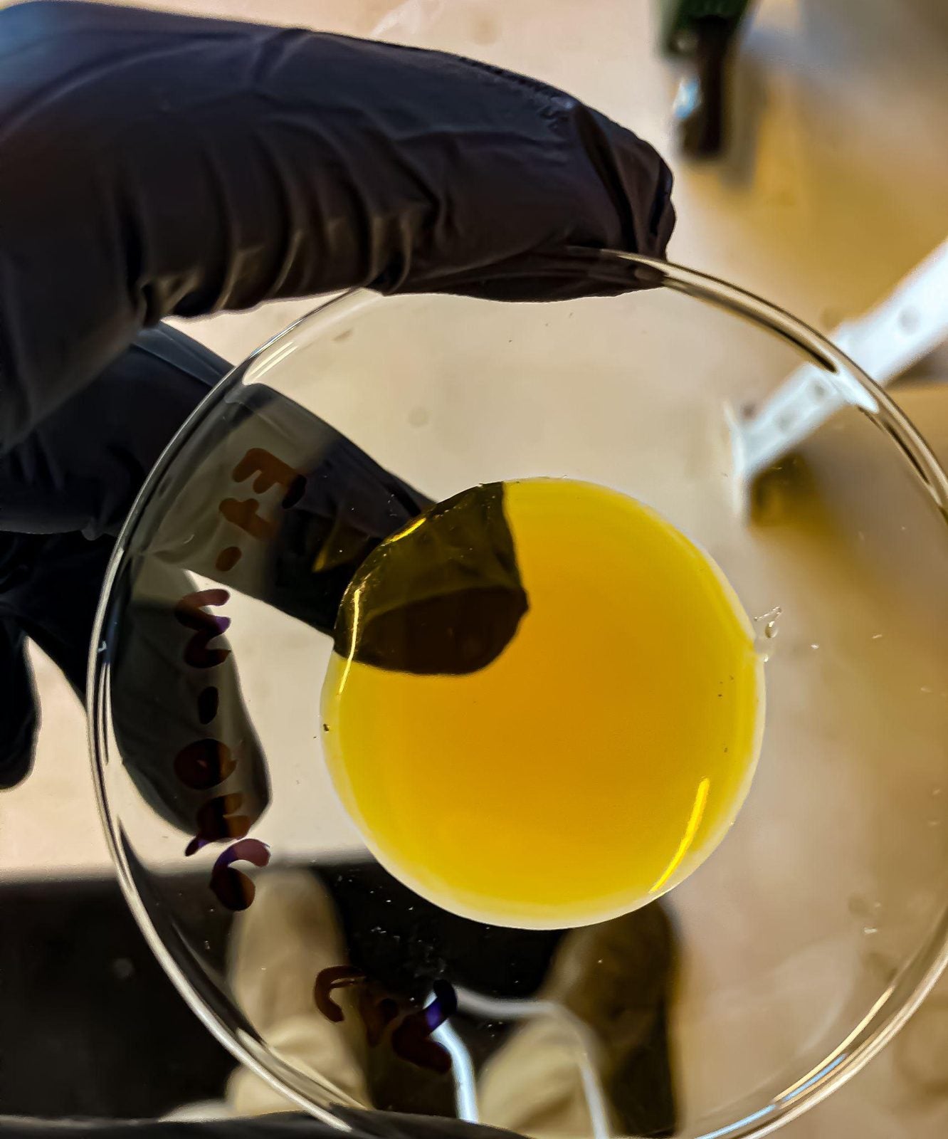 A gloved hand holding a glass dish of golden CO₂ extract