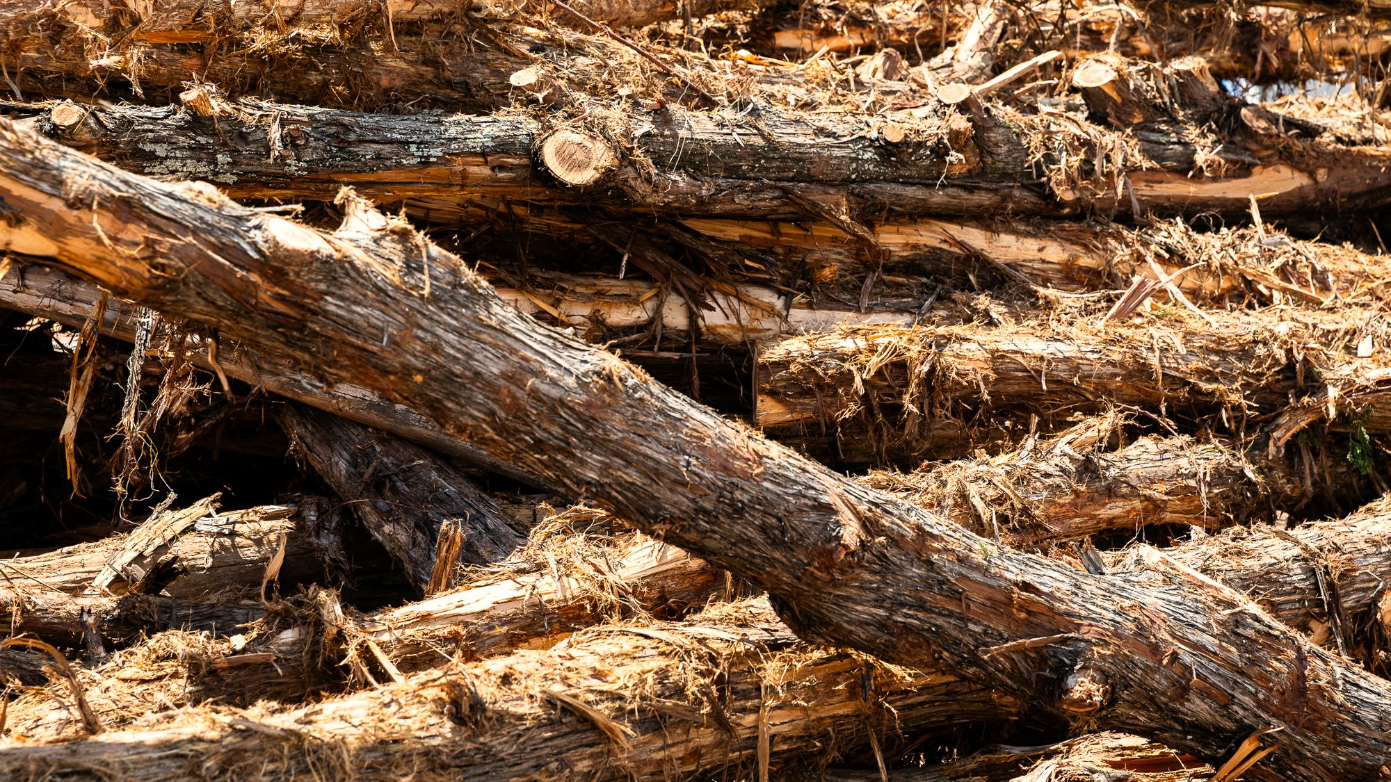 Red cedar shavings, close up